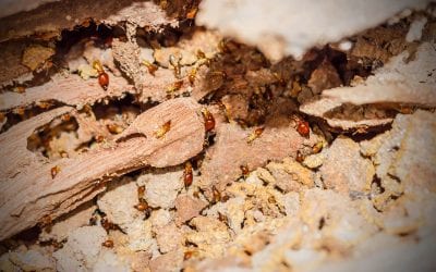6 Tips for Preventing Termites in Your Home