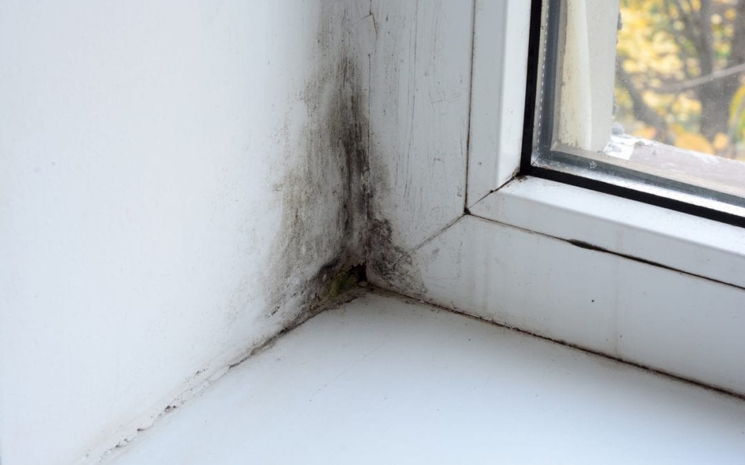 visible mold in the home