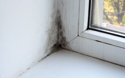 Signs of Mold in the Home
